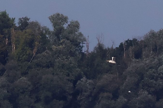 Pélican frisé  - Krzysztof Czajowski