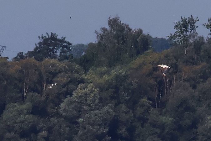 Pélican frisé  - Krzysztof Czajowski