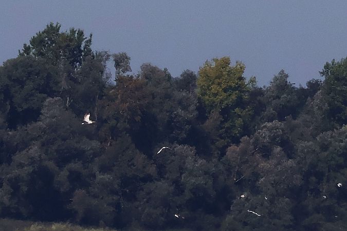 Pélican frisé  - Krzysztof Czajowski