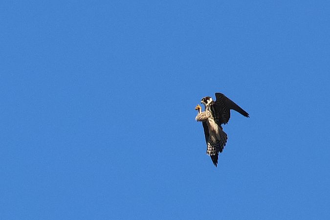 kobuz  - Krzysztof Czajowski