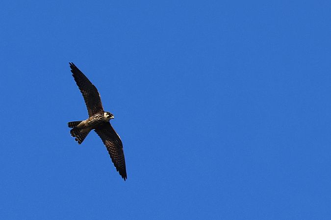 Faucon hobereau  - Krzysztof Czajowski