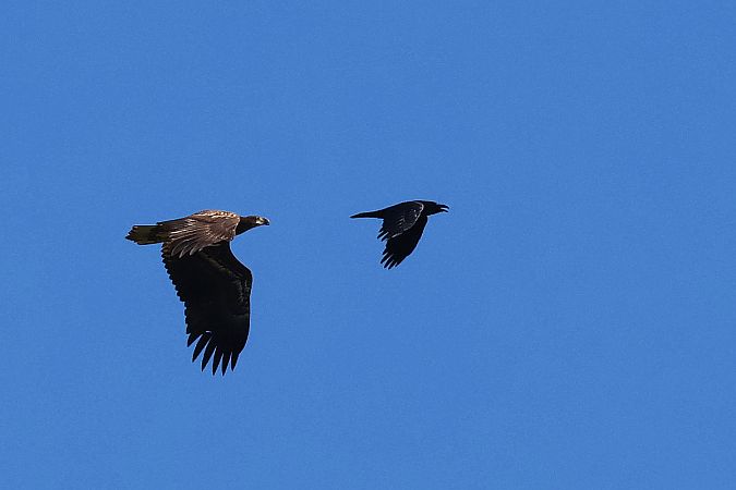 bielik  - Krzysztof Czajowski