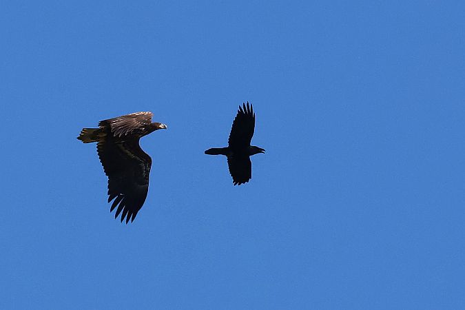 Seeadler  - Krzysztof Czajowski