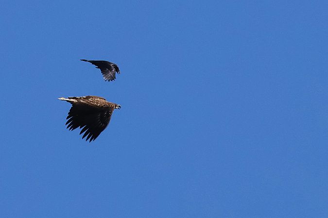 Pygargue à queue blanche  - Krzysztof Czajowski