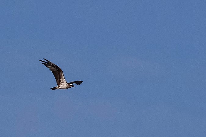 rybołów  - Krzysztof Czajowski