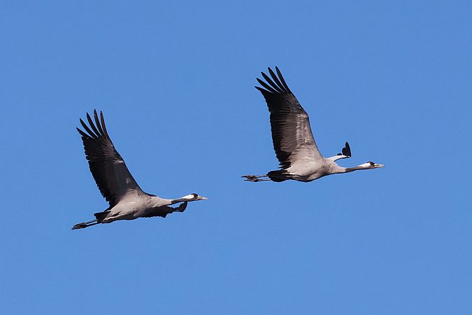żuraw  - Krzysztof Czajowski