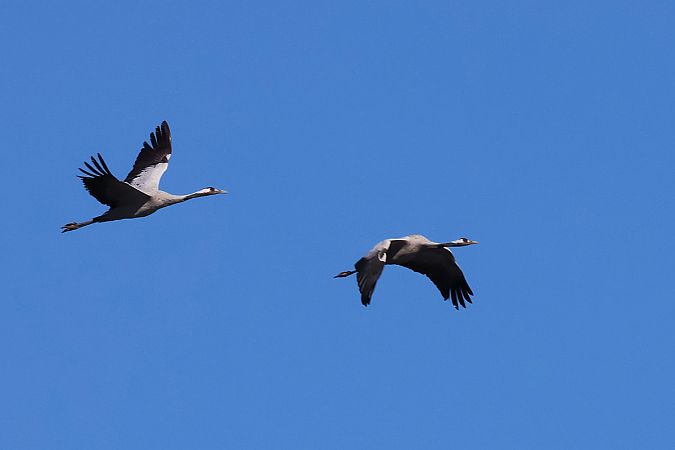 Kranich  - Krzysztof Czajowski