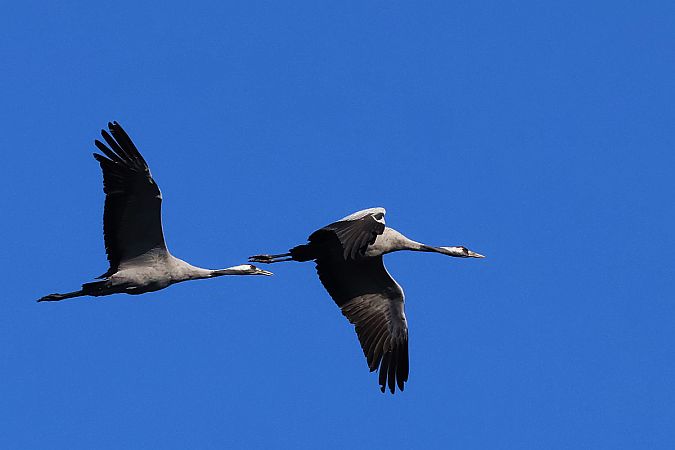 Grue cendrée  - Krzysztof Czajowski