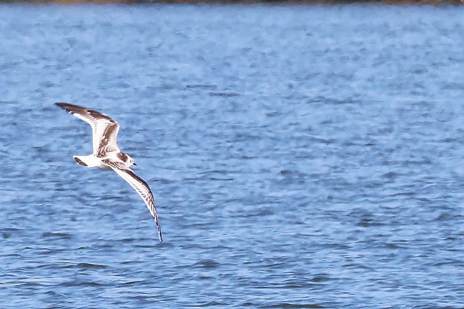 mewa mała  - Krzysztof Czajowski