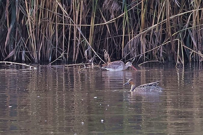 rożeniec  - Krzysztof Czajowski