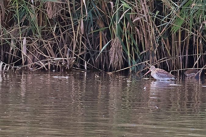rycyk  - Krzysztof Czajowski