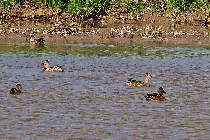 płaskonos  - Krzysztof Czajowski