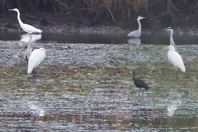 ibis kasztanowaty  - Krzysztof Czajowski