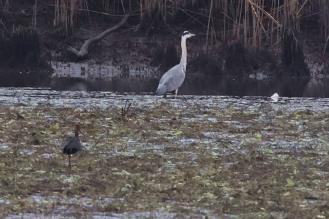 Ibis falcinelle  - Krzysztof Czajowski