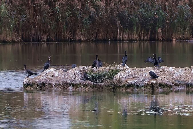 kormoran mały  - Krzysztof Czajowski
