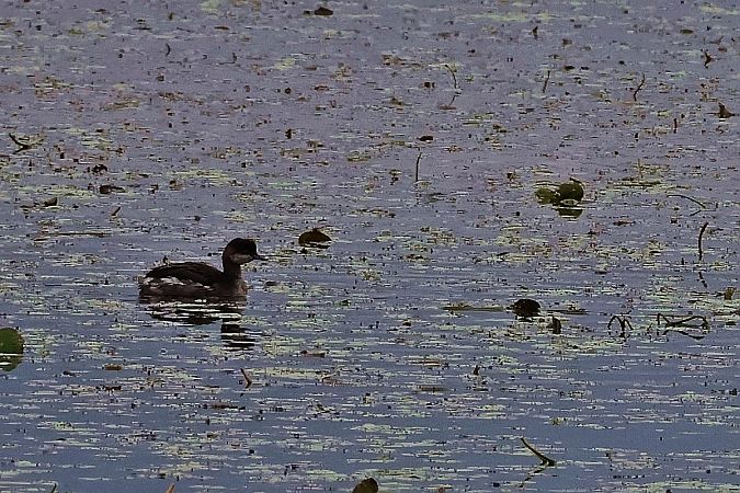 zausznik  - Krzysztof Czajowski