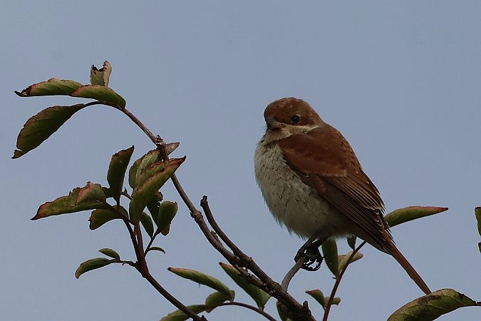 gąsiorek  - Krzysztof Czajowski