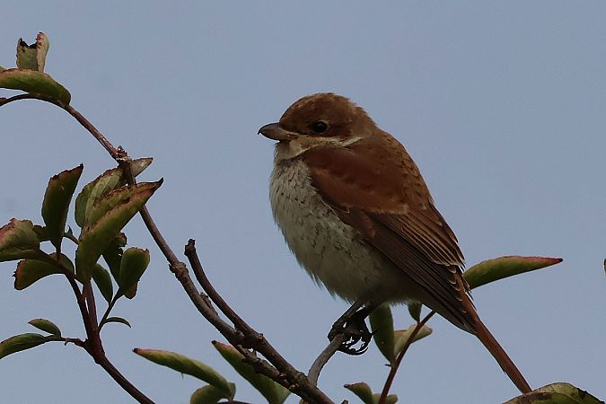 Pie-grièche écorcheur  - Krzysztof Czajowski