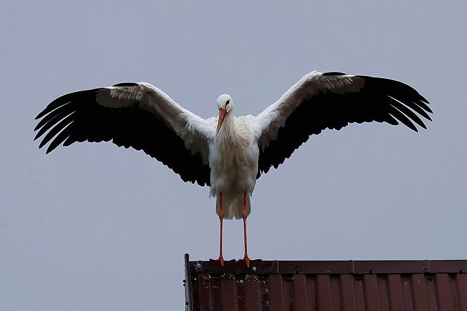 bocian biały  - Krzysztof Czajowski