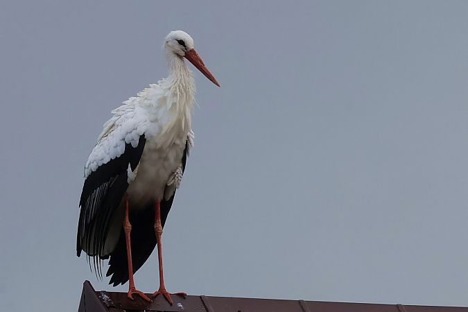 Weissstorch  - Krzysztof Czajowski
