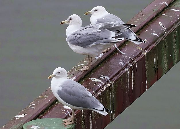 mewa białogłowa  - Krzysztof Czajowski