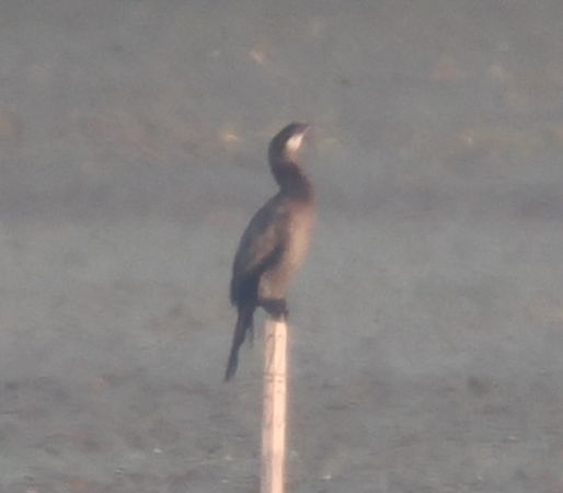 Pygmy Cormorant  - Rafał Kudłacik