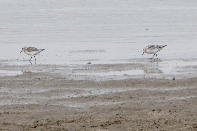 Sanderling  - Artur Roguszka