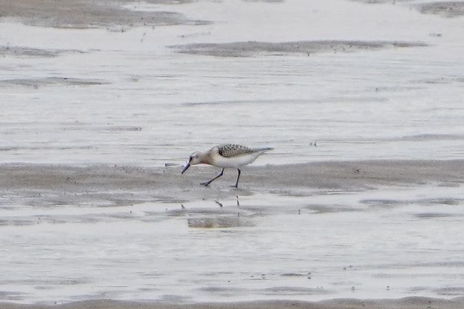 Bécasseau sanderling  - Artur Roguszka