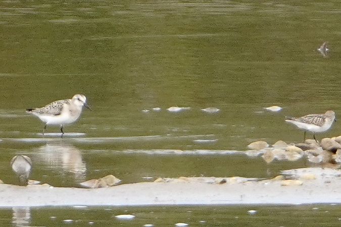 Bécasseau sanderling  - Artur Roguszka