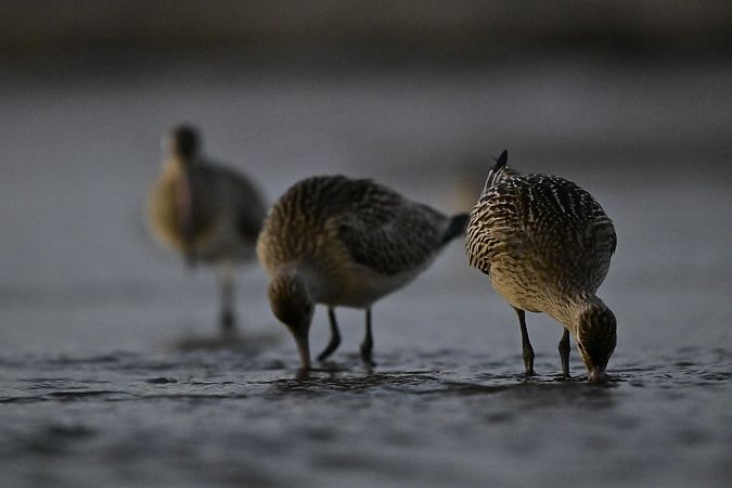 Bar-tailed Godwit  - Tomasz Wojciechowski