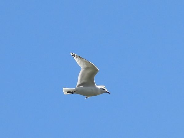 Mediterranean Gull  - Mirosław Nowicki