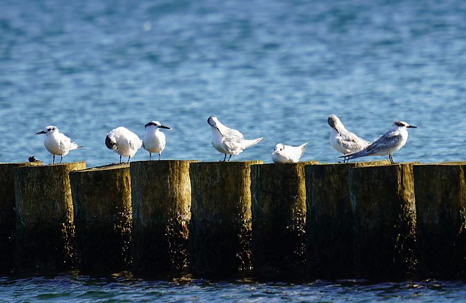 Sandwich Tern  - Waldemar Abucewicz