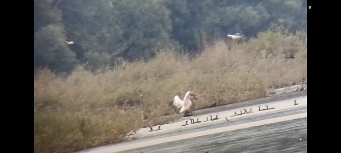 Dalmatian Pelican  - Jakub Nikiel
