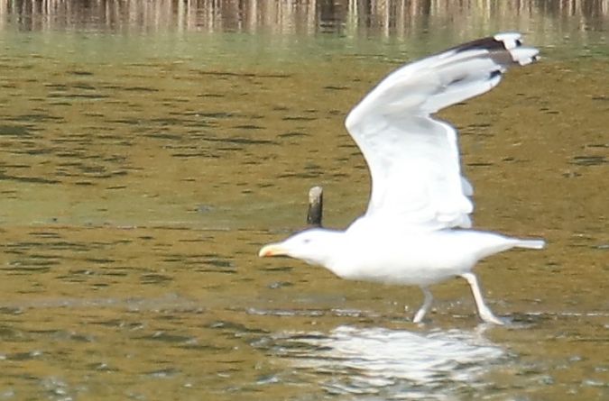 Caspian Gull  - Henryk Piernikarczyk