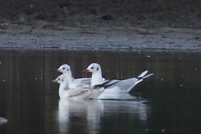Black-headed Gull  - Henryk Piernikarczyk