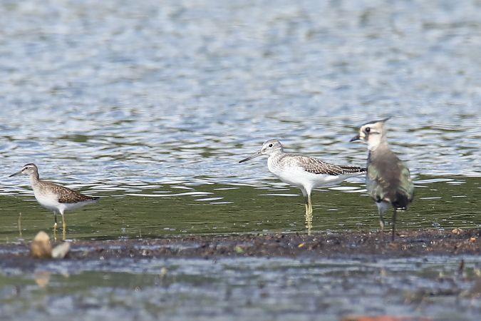 Common Greenshank  - Henryk Piernikarczyk