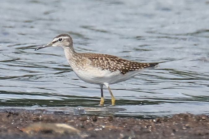 Wood Sandpiper  - Henryk Piernikarczyk