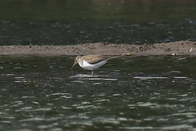 Common Sandpiper  - Henryk Piernikarczyk