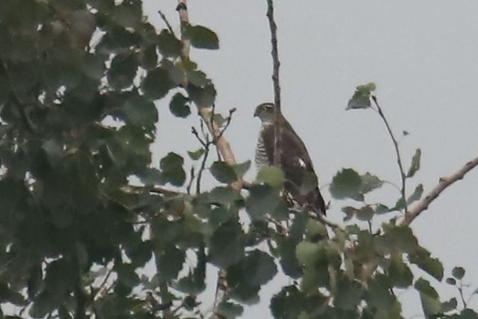 Eurasian Sparrowhawk  - Henryk Piernikarczyk