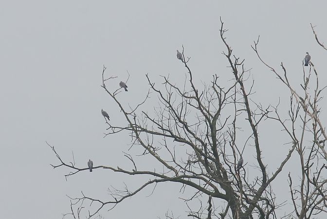 Common Wood Pigeon  - Henryk Piernikarczyk