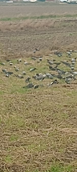 Feral Rock Dove  - Henryk Piernikarczyk