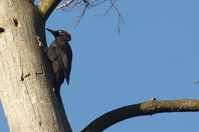 Schwarzspecht  - Henryk Piernikarczyk