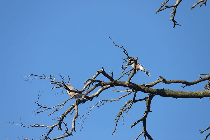 Eurasian Jay  - Henryk Piernikarczyk