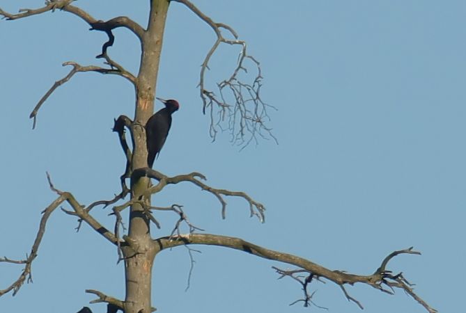 Schwarzspecht  - Henryk Piernikarczyk