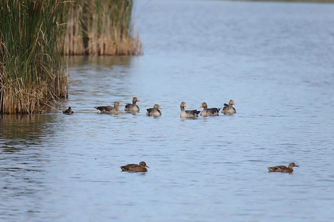 Greylag Goose  - Henryk Piernikarczyk