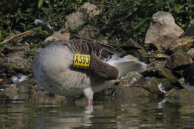 Graugans  - Henryk Piernikarczyk