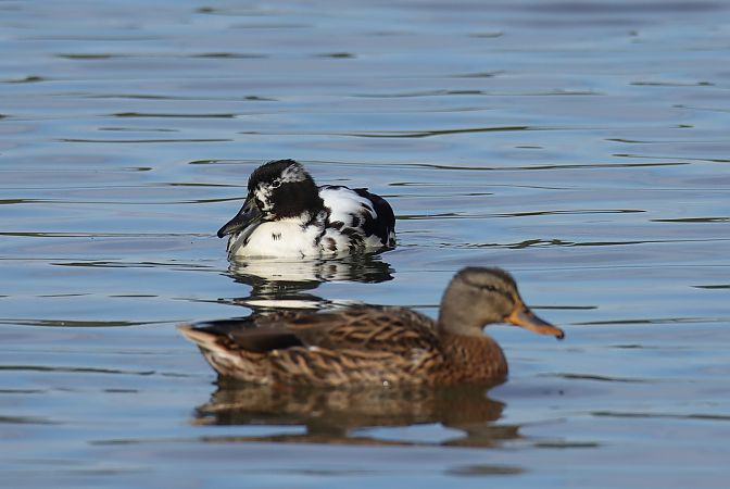 Duck, unidentified  - Henryk Piernikarczyk