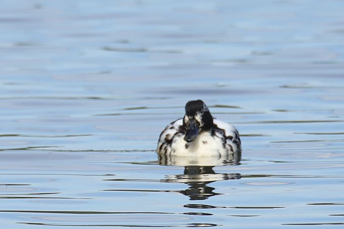 kaczka nieoznaczona  - Henryk Piernikarczyk