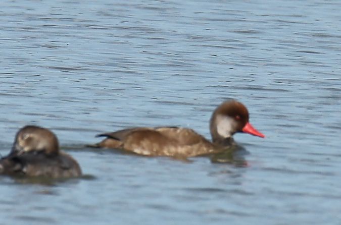 Red-crested Pochard  - Henryk Piernikarczyk