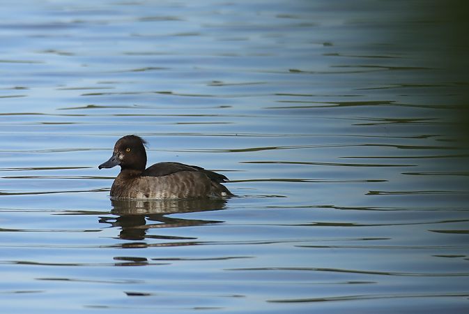 Tufted Duck  - Henryk Piernikarczyk